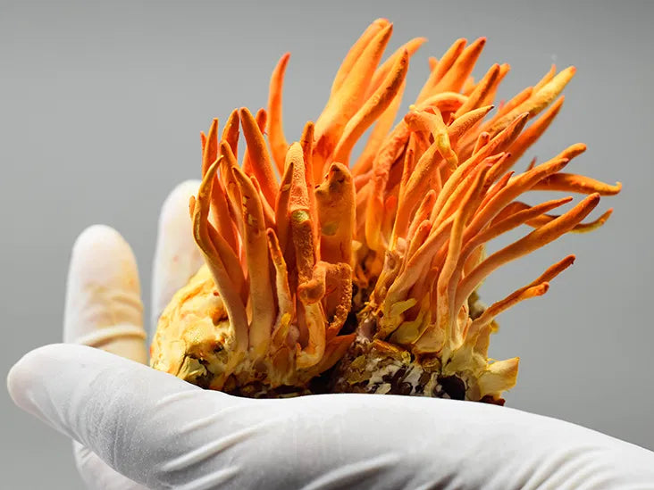 The Benefits of Cordyceps for Males
