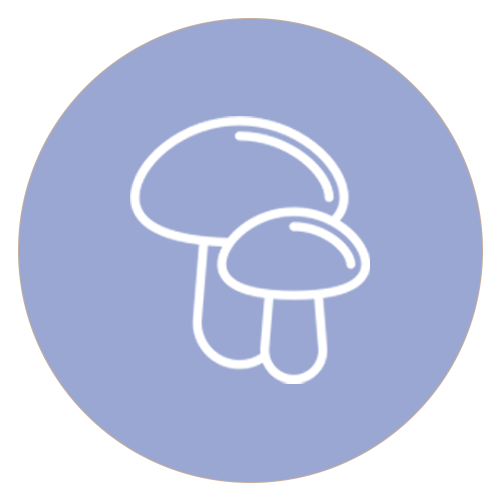 Chaga icon