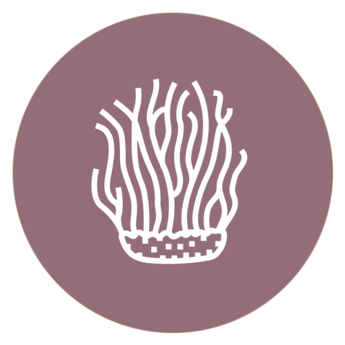 Cordyceps Icon